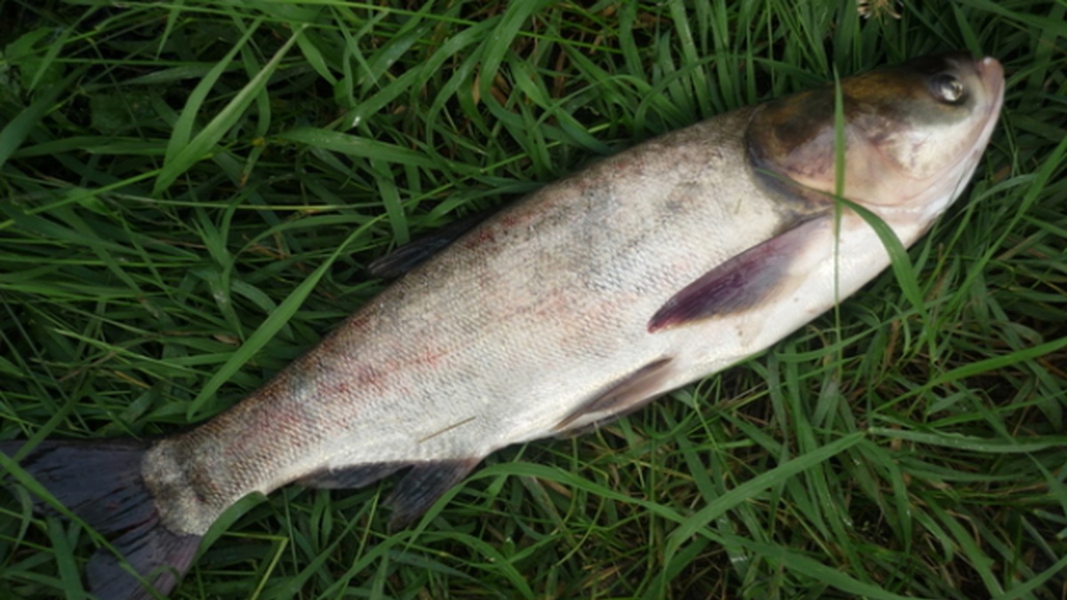  ������������� ������ �������� ���� ������� ������� ���������� ������ 