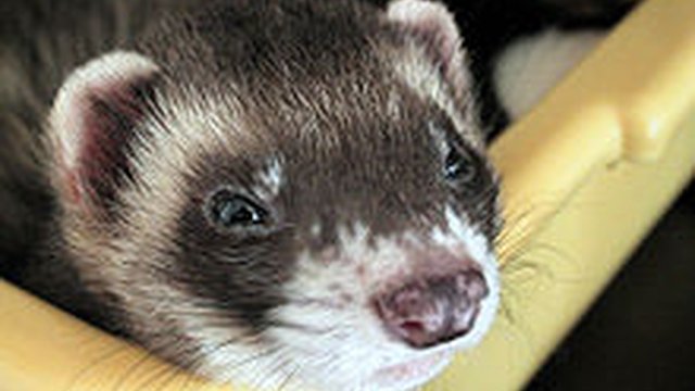 Kharkiv psychic ferret forecasts victory for Netherlands, Portugal