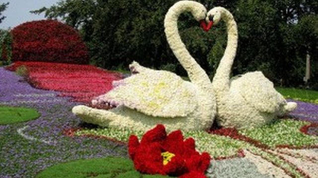 Kyiv to host flower exhibition for two weeks