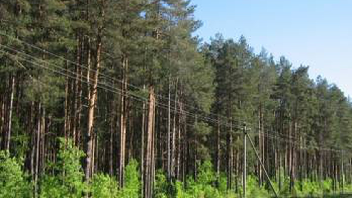 In 2026, Forests of Ukraine will maintain forest crops on 107,000 hectares, upgrade 200 units of equipment