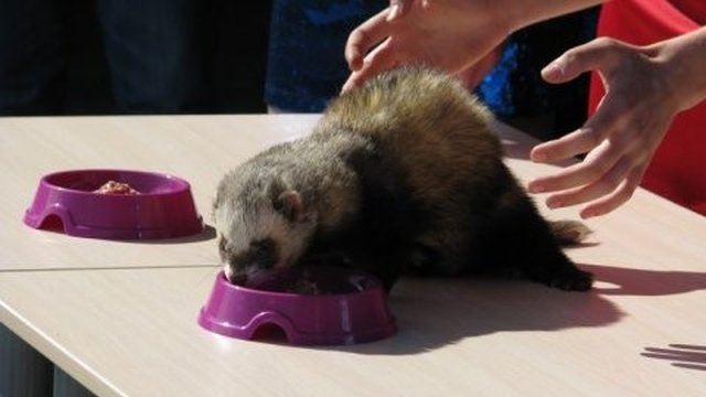Soothsaying ferret Fred forecasts Ukraine's victory over Sweden