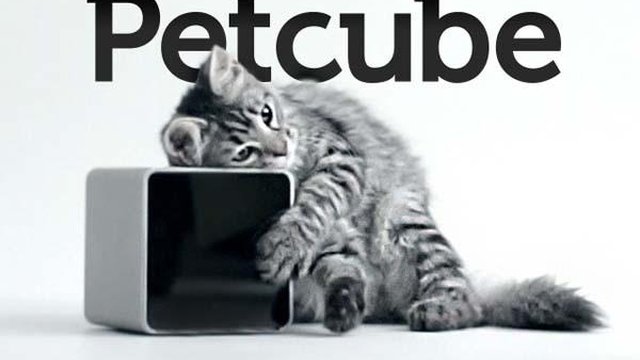 Petcube приобрел канадский стартап, производящий устройства для удаленного кормления животных