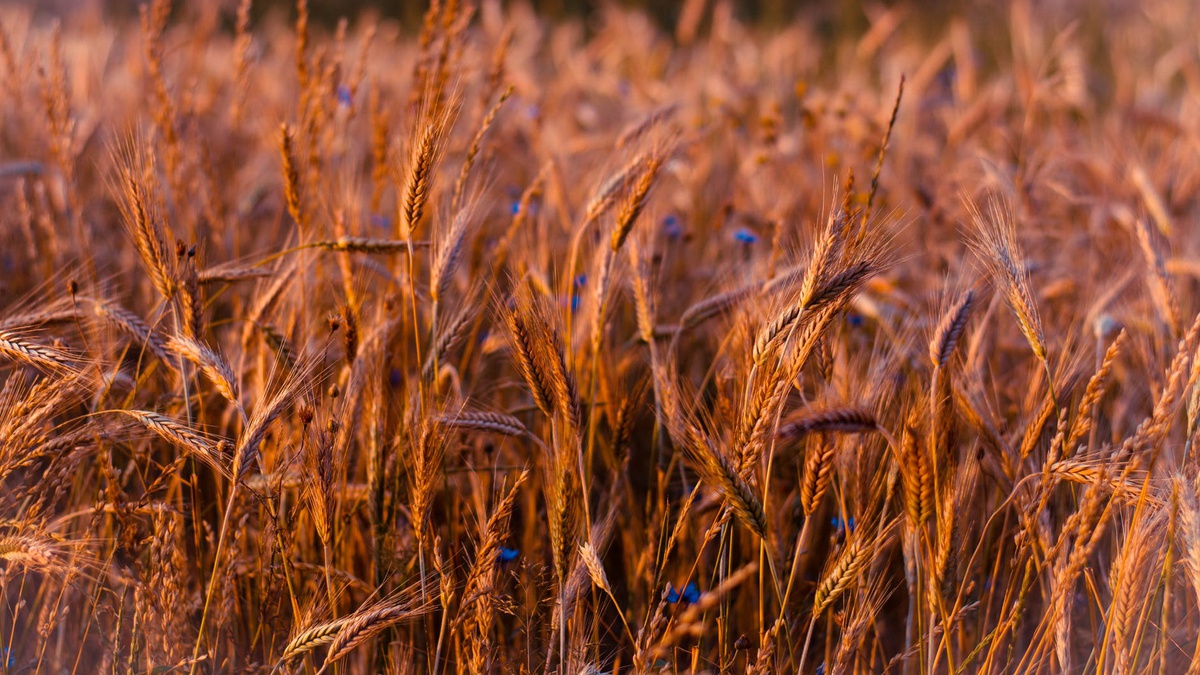Winter crops have good chance of overwintering well, delivering strong harvest – Ukrainian Weather Center