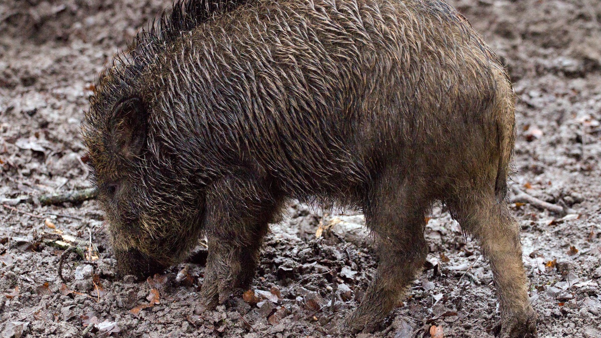 Держпродспоживслужба закликала посилити контроль чисельності диких кабанів через загрозу поширення АЧС