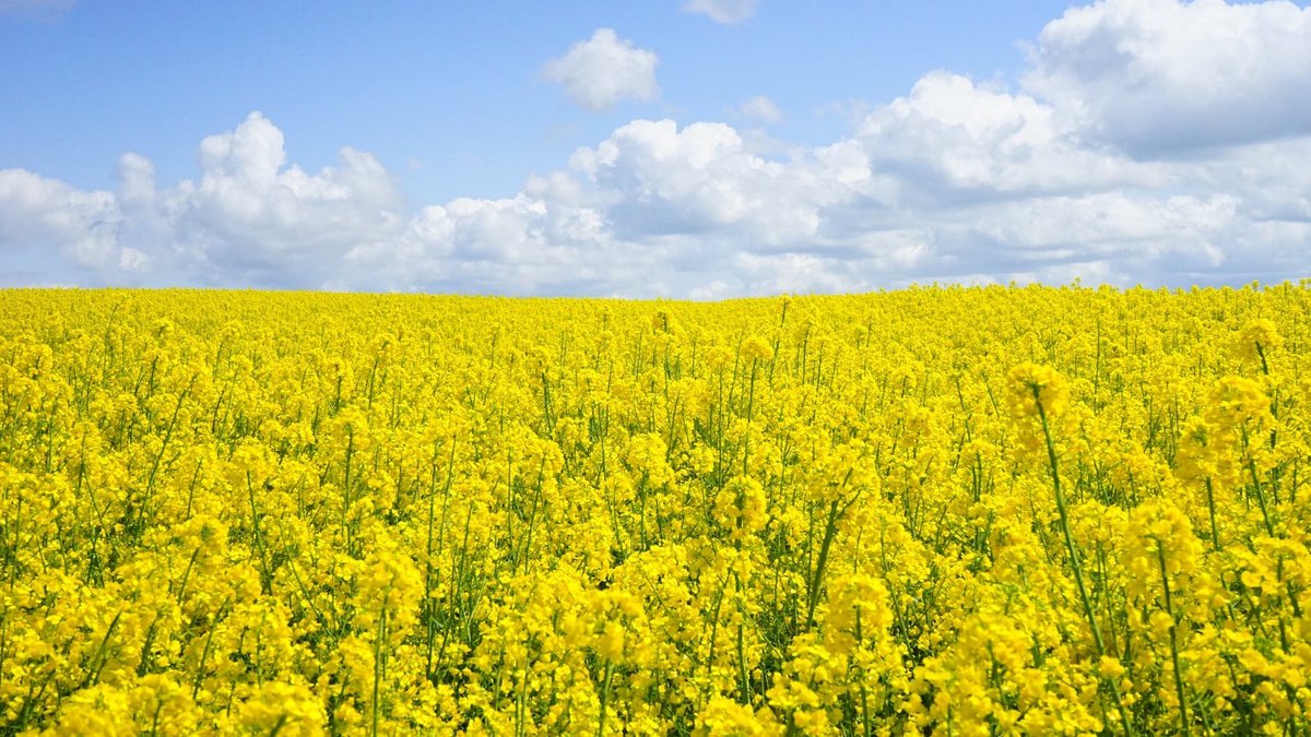 Zelenskyy signs law introducing 10% export duty on soybean, rapeseed seeds
