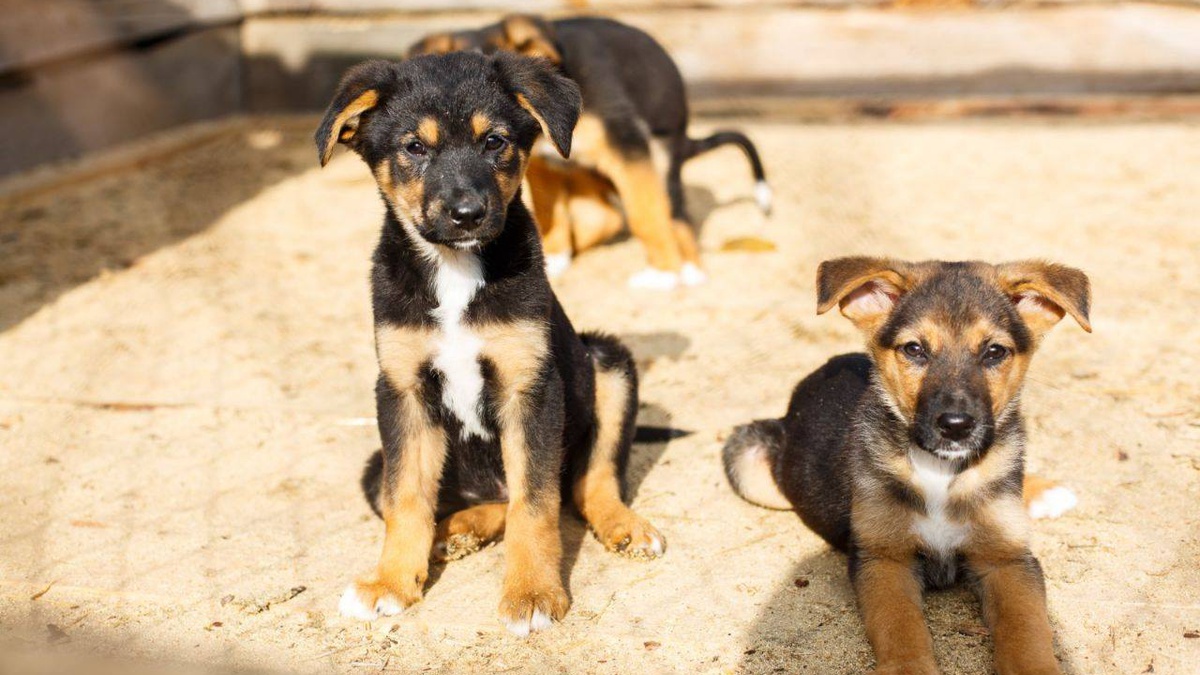 More than 5,000 IDPs to receive help for their pets from Ukrainian and English philanthropists - Vimarsana News