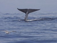 Синие киты возвращаются в заповедник на Сейшельских островах