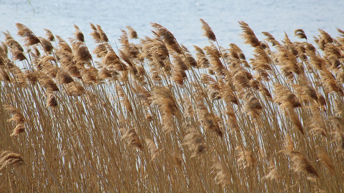 Рогоз малый. Тростник болотный. Высокая трава на болоте. Камыш жёлтый. Камыш колхидский.