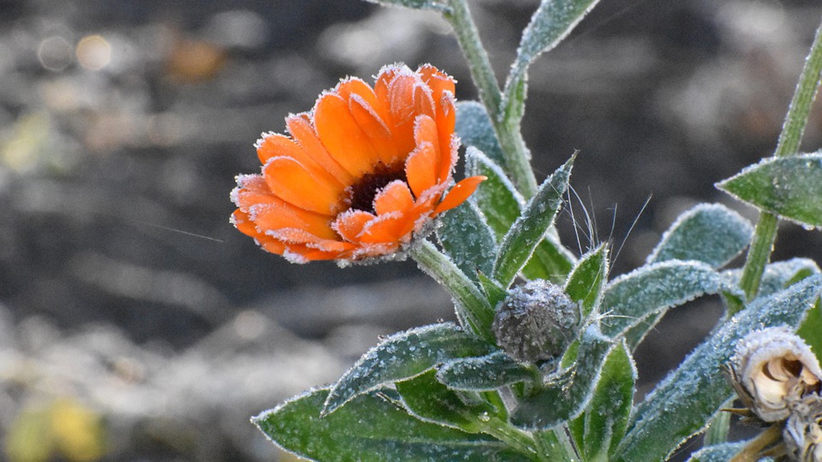 В Україні у середу буде переважно без опадів, лише на сході країни помірний дощ, в Карпатах – сніг