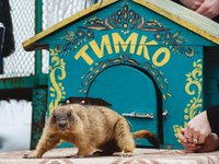 Харківський бабак Тимко пророкує весну не раніше, ніж через шість тижнів
