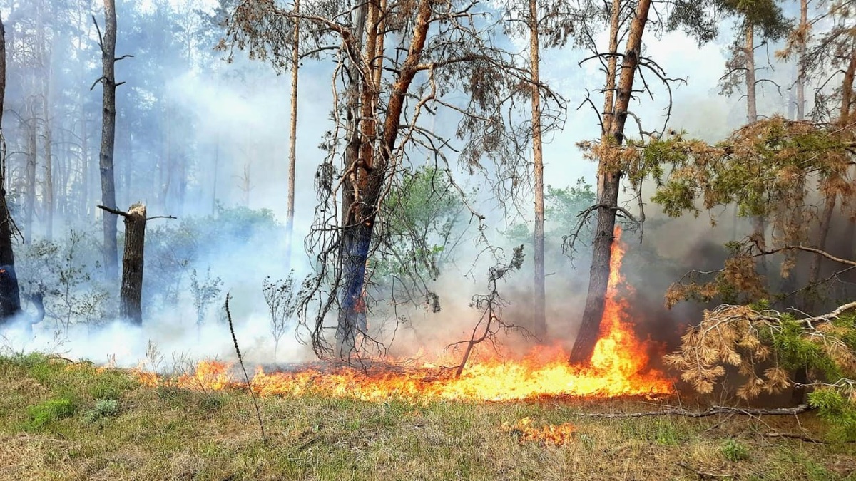 На Закарпатті ліквідовано масштабну лісову пожежу – ДСНС