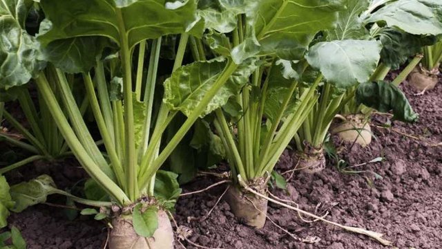 Виробничі площі під цукровим буряком у сезоні-2025 зменшилися на 15% через запроваджені ЄС квоти