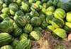 Одесская область в сезоне-2026 расширит площади под бахчами до 4 тыс. га - Одесская ОГА