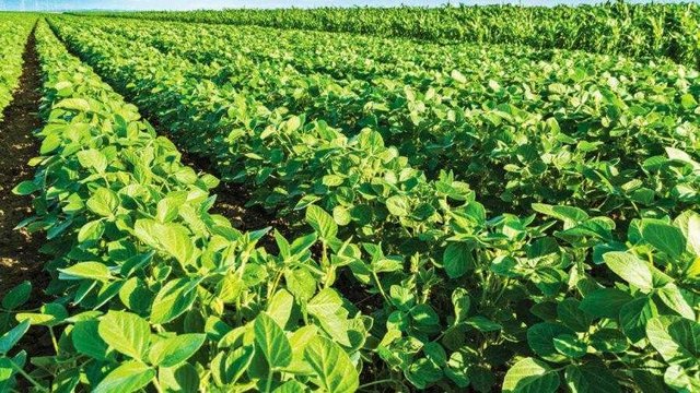 Експортне мито на сою та ріпак призвело до зниження цін на внутрішньому ринку - аналітики