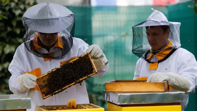 Європейська асоціація бджолярів намагається заблокувати збільшення безмитного імпорту меду з України