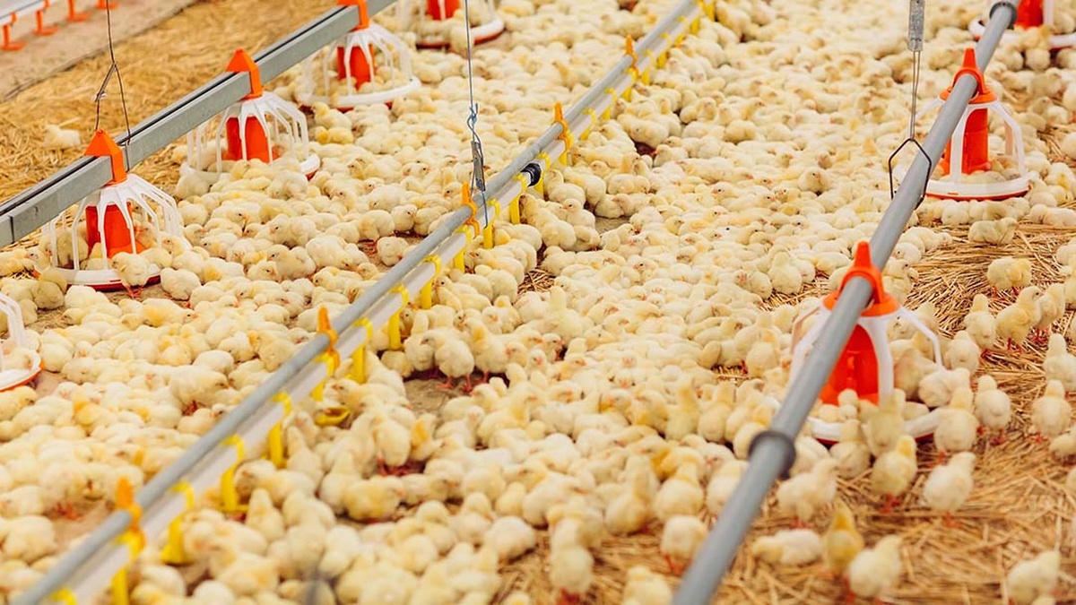 Smart broiler raising