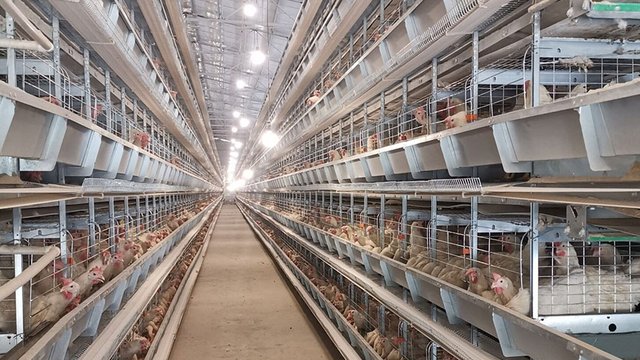 "Агрохолдинг Авангард" в І пол.-2026г сократил выручку в 4 раза