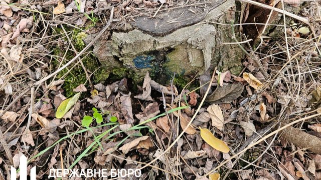 Викрито масштабні зловживання у лісовій сфері, що завдали збитків на понад 700 млн грн