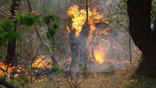 На острові Хортиця вирує масштабна пожежа – ДСНС