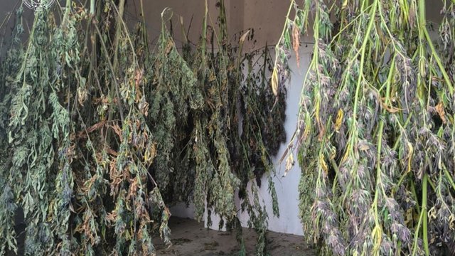 В Киеве разоблачили наркоаграриев, у которых изъяли 50 мешков конопли и 5 кг каннабиса