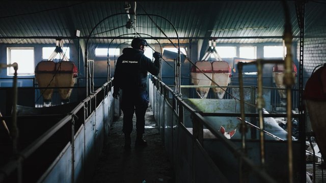 На Харківщині від атаки БпЛА загинуло 13 тис. свиней