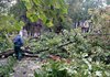 В Одессе в результате непогоды повалены 70 деревьев и крупных веток