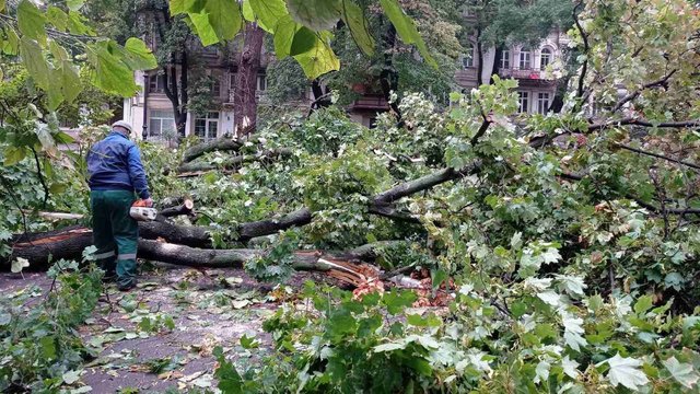 В Одесі внаслідок негоди повалено 70 дерев і великих гілок