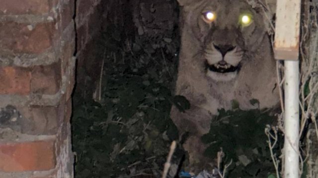 Поліція повернула до зоокуточка левицю, що втекла з вольєра в Хмельницькому