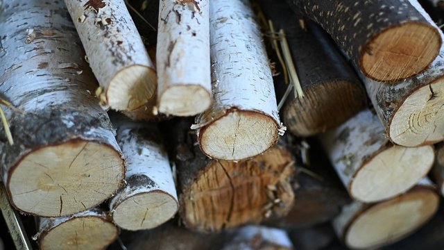 "Ліси України" про результати аукціонів з поставкою в І кв.-2026: дуб і береза подорожчали, вільха подешевшала