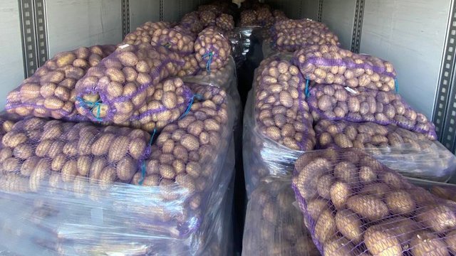 МХП у сезоні-2025 вирощував картоплю на 110 га та отримав врожайність 39 тонн/га