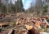 Прокуратура відкрила справу через незаконні ліміти Міндовкілля на рубки в заповідниках – КЕКЦ