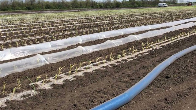 Понад 40 тис. га українських земель були забезпечені поливом у зрошувальному сезоні-2025