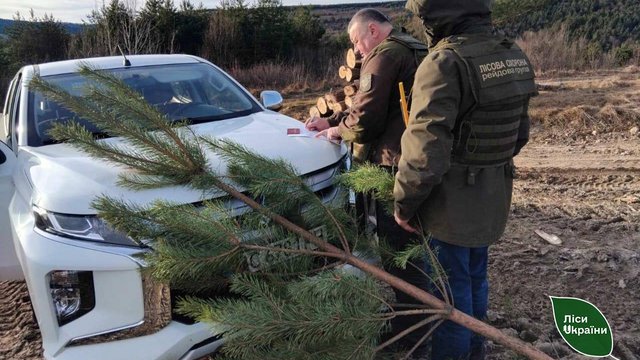 Защита хвойных лесов накануне рождественско-новогодних праздников усилена - "Леса Украины"