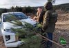 Защита хвойных лесов накануне рождественско-новогодних праздников усилена - "Леса Украины"