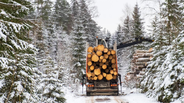 «Ринок деревини в Україні потребує системного закону для подальшого розвитку» – Костянтин Шевчук