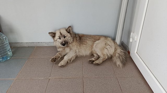 Уряд напрацьовує рішення для допуску тварин у торгові мережі і заклади харчування