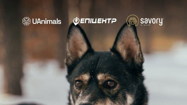 Епіцентр та UAnimals запускають благодійну акцію "Добрі Lapki" на підтримку тварин із прифронтових територій