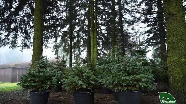 Підсумки "ялинкової кампанії": під новий рік-2026 "Ліси України" реалізували 91,4 тис. ялинок на 16,5 млн грн