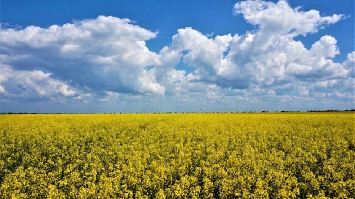 Україна у 2025/26 МР збільшить експорт ріпакової олії у 2,7 раза – до 576 тис. тонн – УКАБ