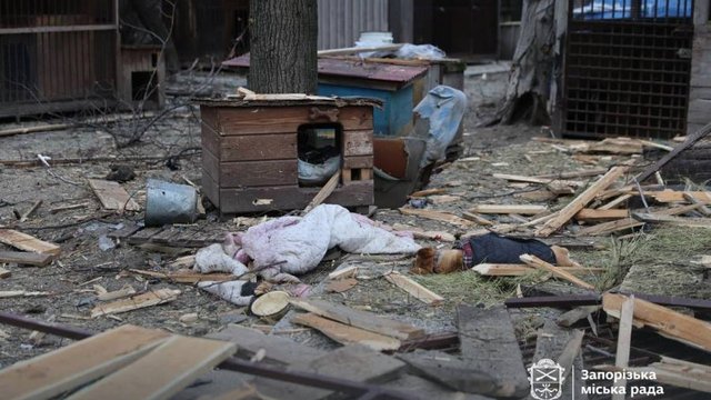 Dog shelter in Zaporizhia damaged due to Russian strike – mayor