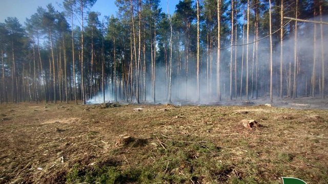 "Ліси України" посилили протипожежні заходи через перші лісові пожежі на заході країни