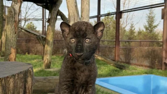 У зоопарку “XII Місяців” під Києвом народилося чорне леопарденя: директор розповів про унікальний випадок