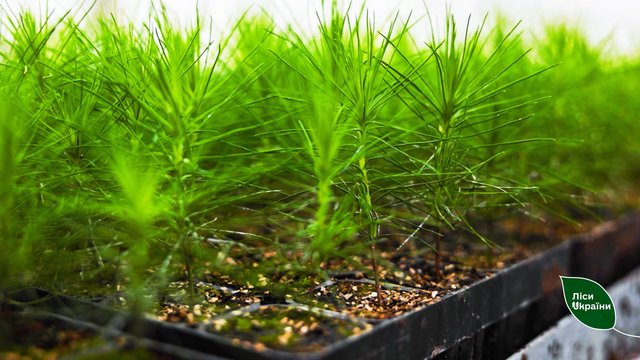 "Леса Украины" высадят 6,4 млн сеянцев с закрытой корневой системой во время весенней кампании-2026