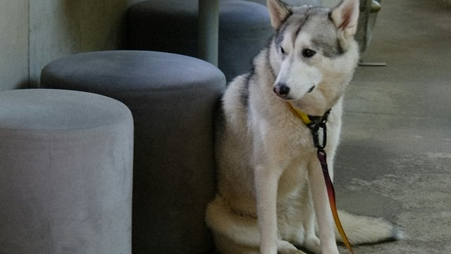 Петиція до Кабміну із закликом дозволити впускати тварин в громадські заклади набрала лише 130 голосів