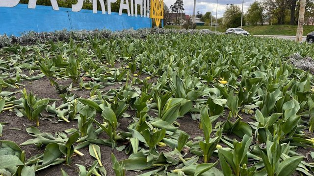 У Києві невідомі зруйнували клумби тюльпанів у двох районах – КМДА