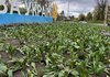 В Киеве неизвестные разрушили клумбы тюльпанов в двух районах – КГГА