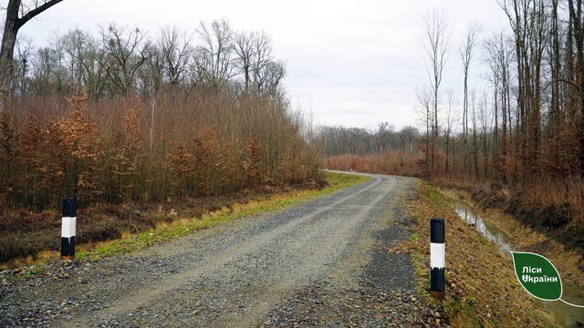 "Ліси України" у квітні відновлять будівництво 25 доріг, що дасть змогу знизити собівартість заготівлі на 20%