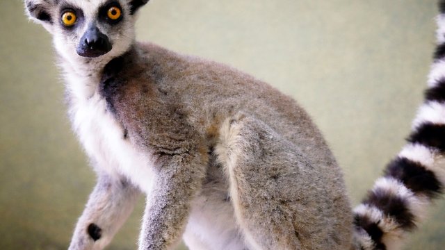 Волонтери зоозахисту передали до Київського зоопарку врятованого котячого лемура