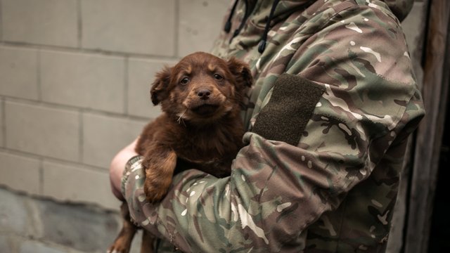 Епіцентр та UAnimals допоможуть тваринам військових на передовій