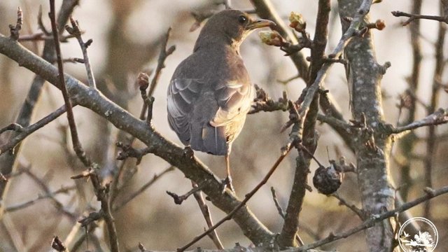 У Чорнобильському заповіднику виявили рідкісного гірського дрозда